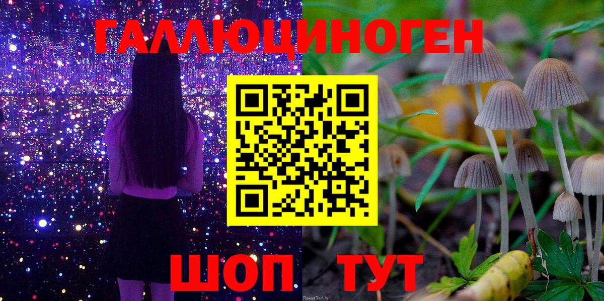 Псилоцибиновые грибы Psilocybe Майский